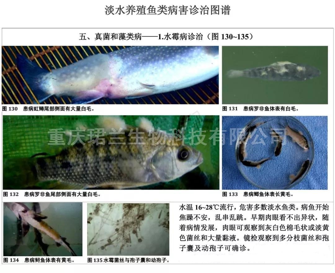 常見淡水養殖魚類病害圖及防治技術