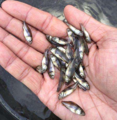 四川中華胭脂魚（黃排魚）養(yǎng)殖技術(shù)詳解