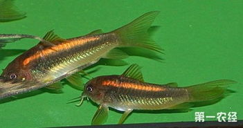 南美水族瑰寶 金光閃閃的金線鼠魚及其水質(zhì)改良劑研發(fā)