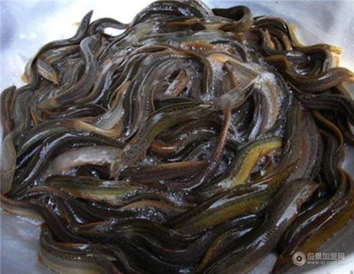 湖北“中農10號”泥鰍 以品質為核，以科技為翼，為市場注入鮮活力量