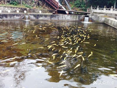 科技賦能，凈水興漁 順通虹鱒魚養(yǎng)殖中心水質(zhì)改良劑的研發(fā)之路