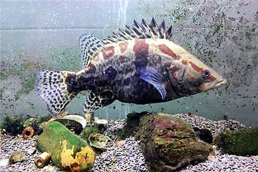 鱖魚養(yǎng)殖 2020年市場(chǎng)價(jià)格、養(yǎng)殖前景、技術(shù)革新與水質(zhì)管理